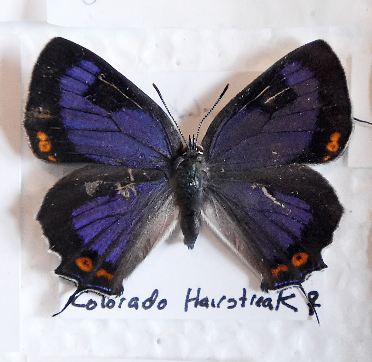 State butterfly: Colorado hairstreak